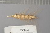 Click for 1 image(s) for this accession. Spike